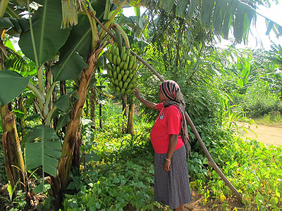 A farmer inspecting her banana plantation. The rural folks have showed they need credit to invest. The New Times. File.