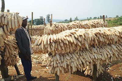 A farmer looks at his maize yield. The New Times / File.