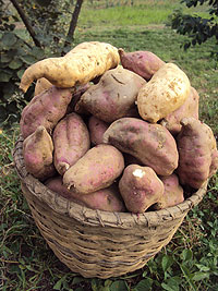 A basket of sweet potatoes. The New Times / File.