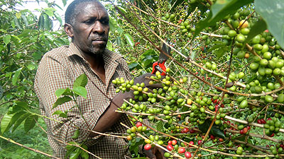 Antoine Kamali working on his coffee farm. The New Times / Jean Mbonyinshuti.