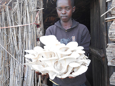 A young man displays mushroom harvest. The New Times / JP Bucyensenge.