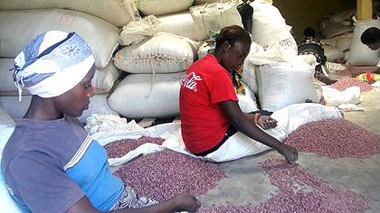 Sorting out some of the new bean varieties. The Sunday Times / S. Rwembeho.