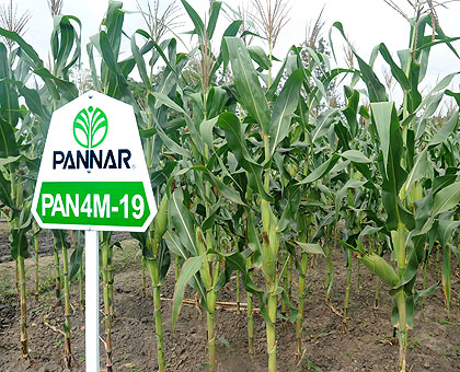 A model maize plantation. The New Times / File.