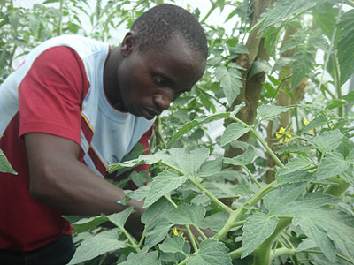 Theogene Mbarushimana employed by Impuhwe Cooperative at work in the green house tomato farm. The New Times / Jean Mbonyinshuti.