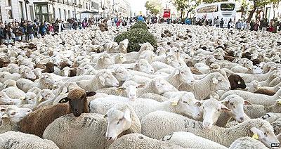 The vast number of farm animals means that their odds of geological posterity are better than most. Net photo