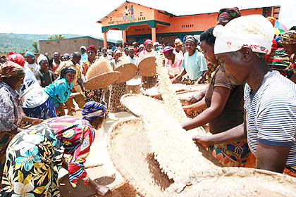 Maize post harvest handling in Rwanda. AfDB seeks to promote post inclusive growth.  The New Times / File