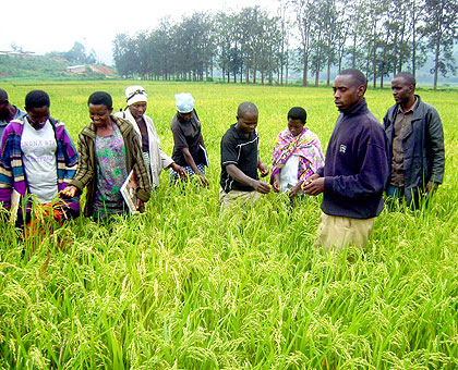 Rice farmers tour a rice on a plantation. Government wants to ensure fair competition among rice dealers in the country. The New Times / File.