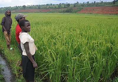 Rice field in Eastern province. The New Times / File