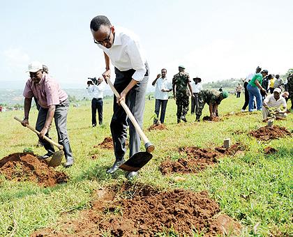 President Kagame plants a tree in Masaka yesterday. The Sunday Times/Village Urugwiro