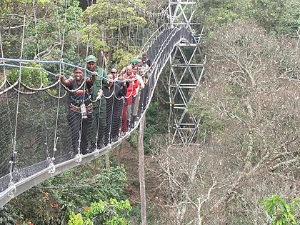 Canopy walk in Nyungwe Forest. The New Times /  File