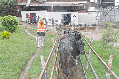 Cows on the way to the slaughter house