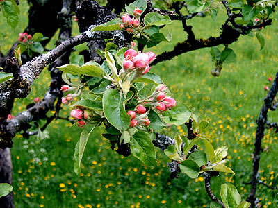  An apple tree. Net photo.