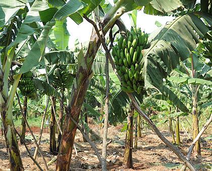 Banana plantation: Rwanda Agriculture Board will be launching a campaign to fight against Banana wilt. The Sunday Times / File.