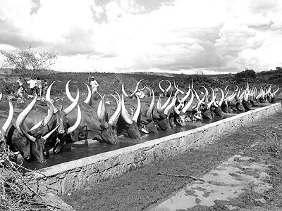 Cattle drink water in a farm. Theft in Huye is reducing. The New Times/ File