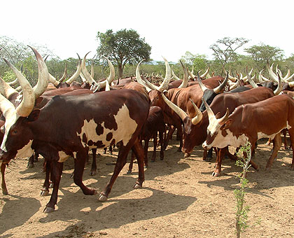 Some of the cows that have been given out under the Girinka programme. The New Times/File. 