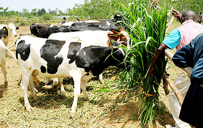 A farmer feeds his cattle in Eastern Province. The New Times/ J. Mbanda