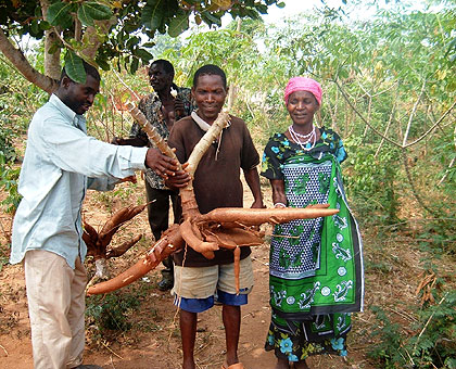 Farmers display high yielding cassava. Farmers want   changes in new land law to address their  interests.  The New Times/File. 