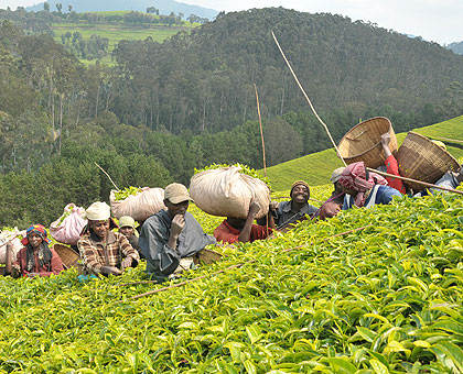 The price of tea will be boosted if Rwanda joins the worldu2019s largest tea producers.  The New Times/File. 