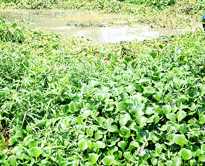 Water hyacinth has always affected regional waters. The New Times/ File.