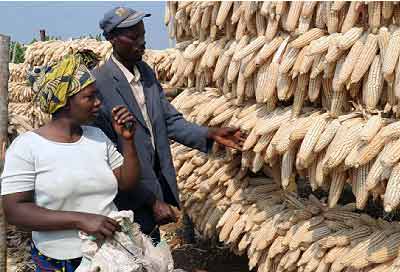 Farmers in Ruhango, Southern Province, admire maize harvest last season. The provincial governor has urged the farmers to move away from subsistence to commercial farming. The New Times/ File.