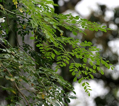 A moringa tree. The New Times/ File. 