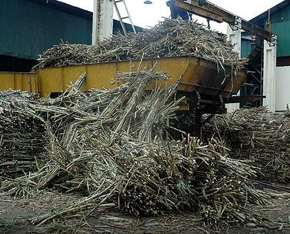 Sugar cane delivery at Kabuye, the sole Sugar factory in Rwanda. Sunday Times / File.