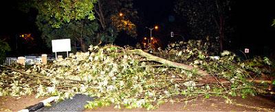 A tree fell down blocking the road near Bank populaire.