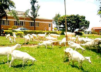 Some of the donated goats. Sunday Times/Stephen Rwembeho.