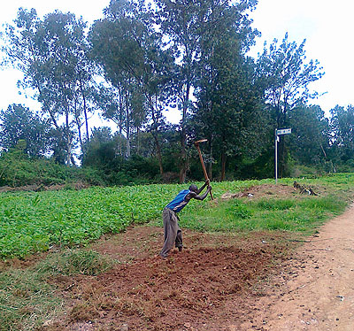 A peasant farmer tills land. The government is increasing agriculture funding to boost food crop production. The New Times / Peterson Tumwebaze