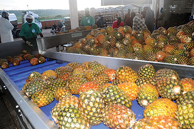 Pineapples being sent a processing machine. Industrialists want the next budget to allocate more money to enhance the supply chain. The New Times/ John Mbanda