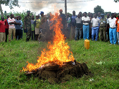   Hundrends of marijuana kilograms were burnt in Rwamagana yesterday. The New Times /S. Rwembeho.