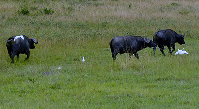 Buffaloes graze in Akagera Park. Poachers have been preying on the wild animals. The New Times/ Alphonse Gakombe.