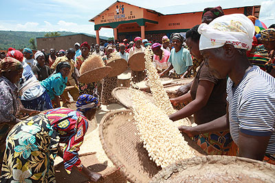 Maize farmers such as these are bound to access better market through the East Africa Exchange. Photo by T. Kisambira.