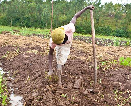 A farmer tilling her land. At least 60,000 land related cases need urgent response to settle wrangles in ten districts. The Sunday Times / Timothy Kisambira.