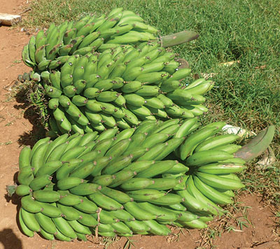 Consumers will need to dig deeper into their pockets to buy bananas.  The New Times / Triphomus Muyagu