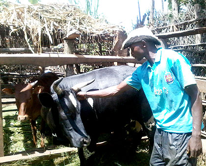 Mungankunzwe attends to the cow that has lifted him from the squalor he previously wallowed in.   The New Times/ Jean Pierre Bucyensenge.