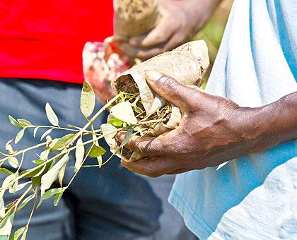 Local residents planting trees during Umuganda. The Sunday Times / Courtesy.