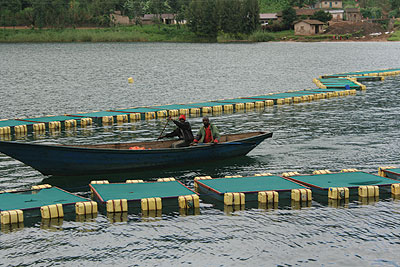 Fishermen in one of the cages set up on River Burera, Burera district. The New Times / Thomas Kagera.