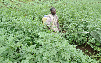 A man sprays pesticides in his farm. The New Times/ File.