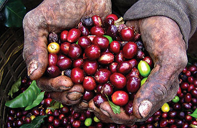 A farmer displays red coffee cherries. Most farmers do not know how to monitor price changes. File photo