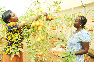 Mujawayezu (L) and another former sex worker harvest tomatoes from their cooperative garden. SFH has provided them with socially acceptable livelihood.   The New Times/ John Mbanda.