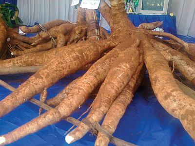 Improved cassava variety, one of the many crops and technologies, that are being displayed at the show at Murindi. The New Times / Peterson Tumwebaze