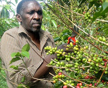 A Coffee farmer in the Eastern Province. The Sunday Times/File