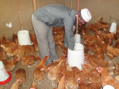 A farmer tends to his poultry. Enterprises like this one will be hard-hit if the law is effected. The New Times/Triphomus Muyagu