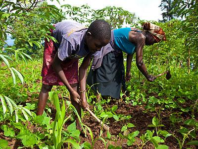 The Government says all farmers should get crop insurance. The Sunday Times /File