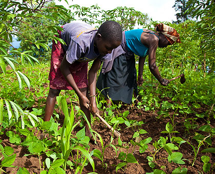 With the new skills, the farmers hope to double their production.  The New Times/File. 