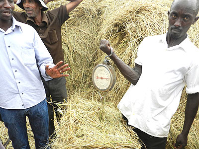 Farmers weigh grass silage in Kayonza on Tuesday. The New Times/S. Rwembeho
