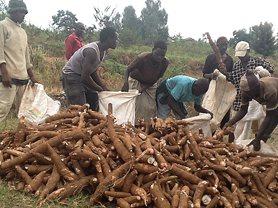 Dusabeu2019s workers take cassava roots for processing. The New Times / Seraphine Habimana