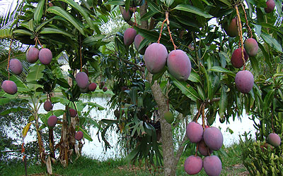 A garden of mango trees. The New Times / File.