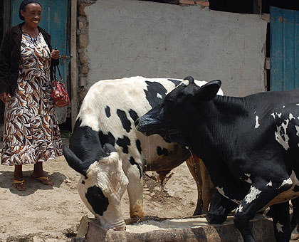 Currently, Iribagiza owns about 20 cows, including a number of calves.   The New Times/ Jean Pierre Bucyensenge